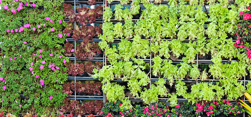 por qué tener un jardín vertical en casa